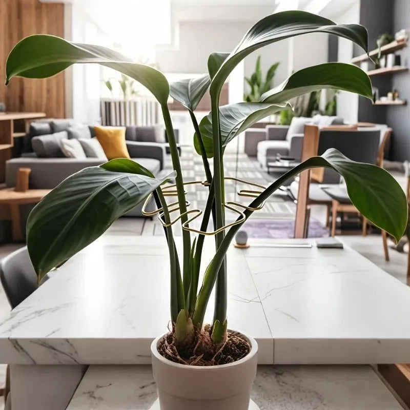 Soporte Metálico para Monstera y Plantas Trepadoras de Interior
