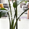 Soporte Metálico para Monstera y Plantas Trepadoras de Interior